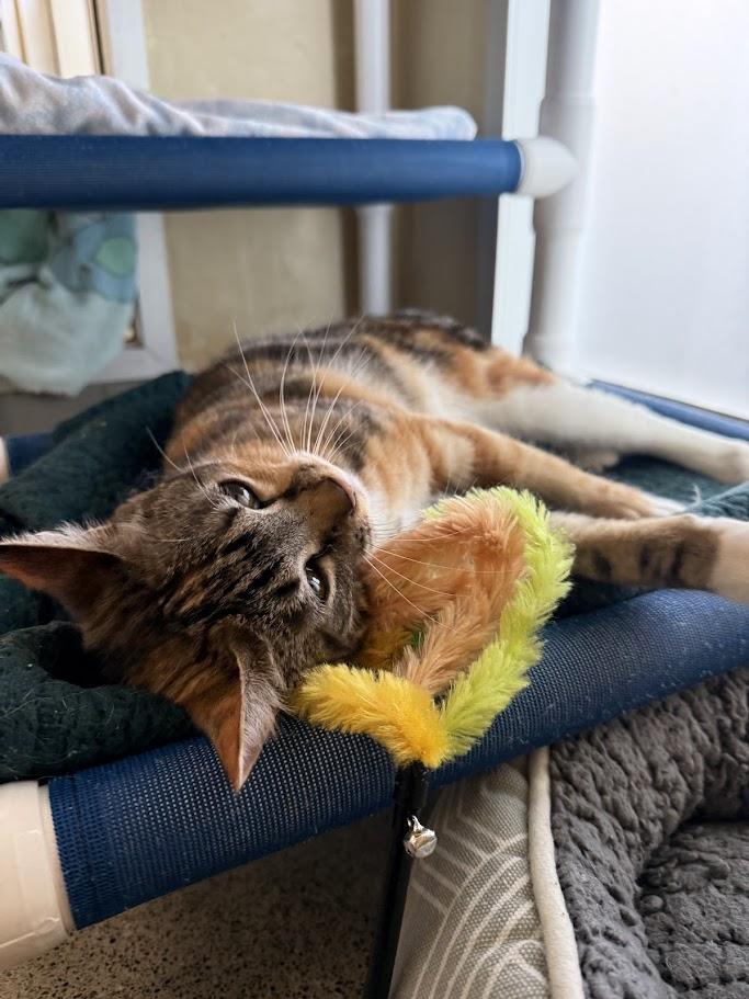 Enlarge Odetta, an adopted Domestic Short Hair in Berkeley, CA image 5/6