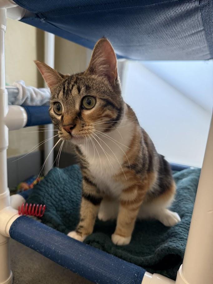 Enlarge Odetta, an adopted Domestic Short Hair in Berkeley, CA image 1/6