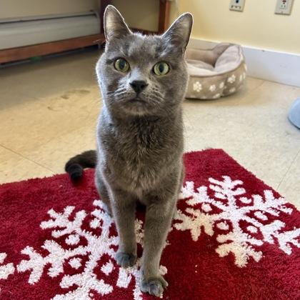 Yellowstone, Adoptable, Adult Male Domestic Short Hair & Domestic Short Hair.