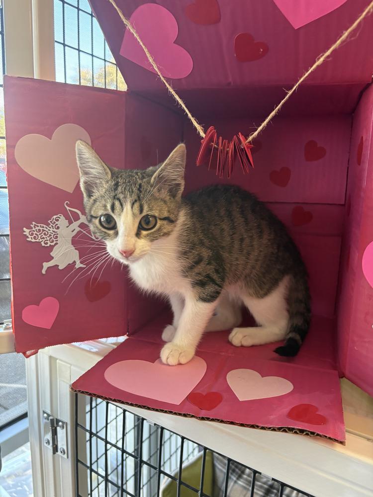 Vanilla, Adopted, Kitten Female Tabby & Domestic Short Hair.