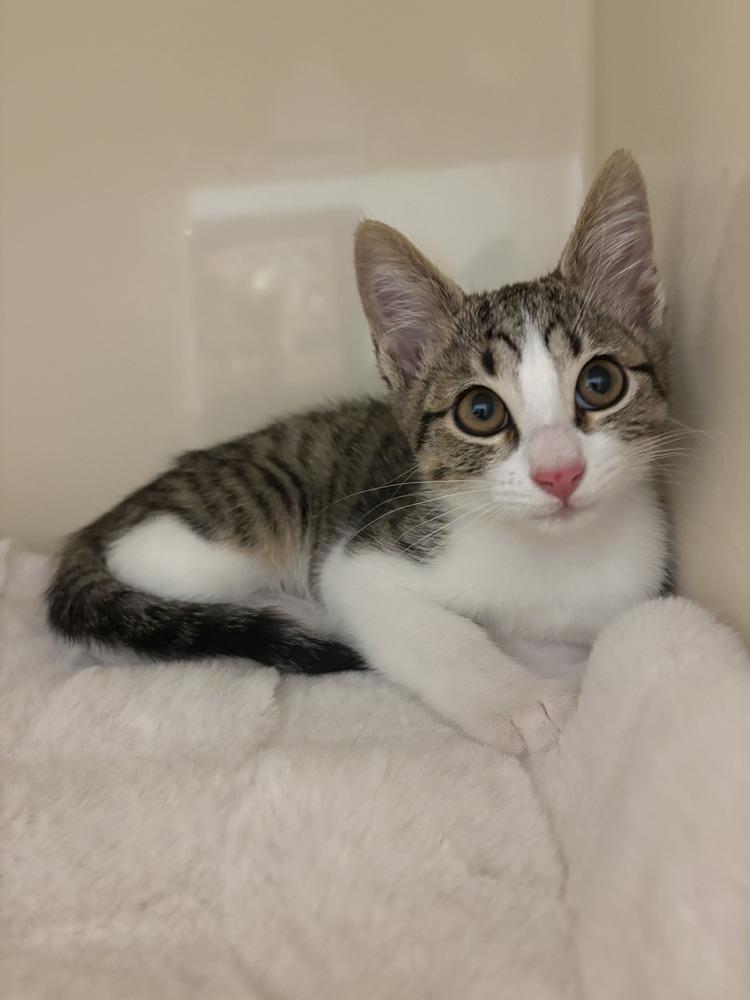 Enlarge Vanilla, a Adopted mixed breed in Richardson, TX image 2/6