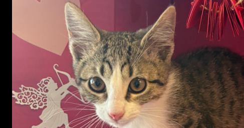 Enlarge Vanilla, a Adopted mixed breed in Richardson, TX image 3/6