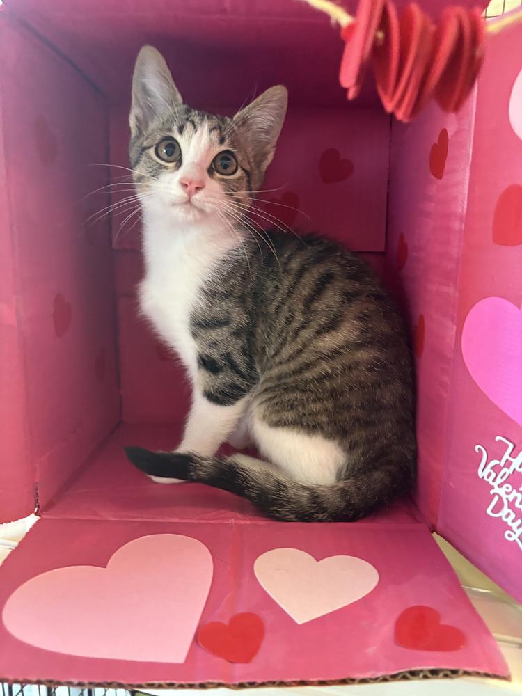 Enlarge Vanilla, a Adopted mixed breed in Richardson, TX image 4/6