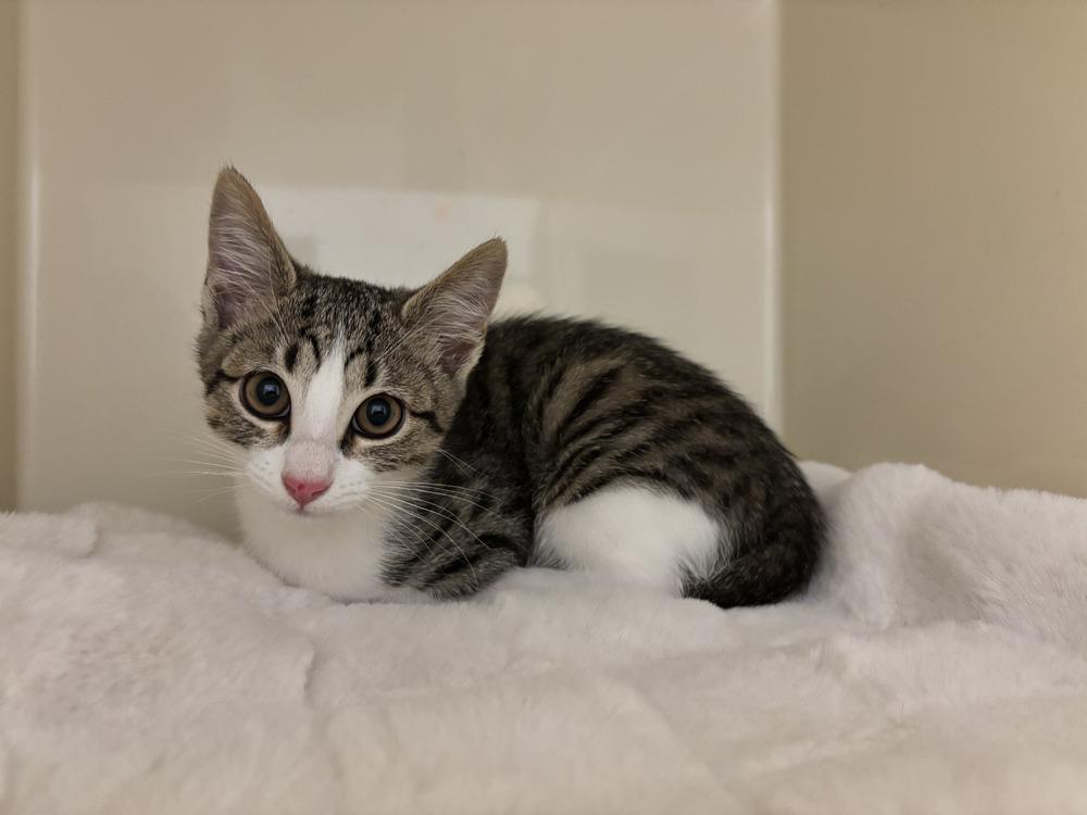 Enlarge Vanilla, a Adopted mixed breed in Richardson, TX image 5/6