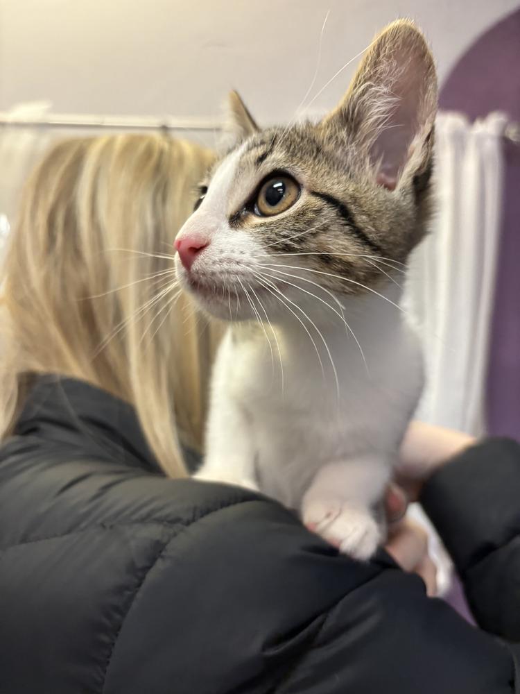 Enlarge Vanilla, a Adopted mixed breed in Richardson, TX image 6/6