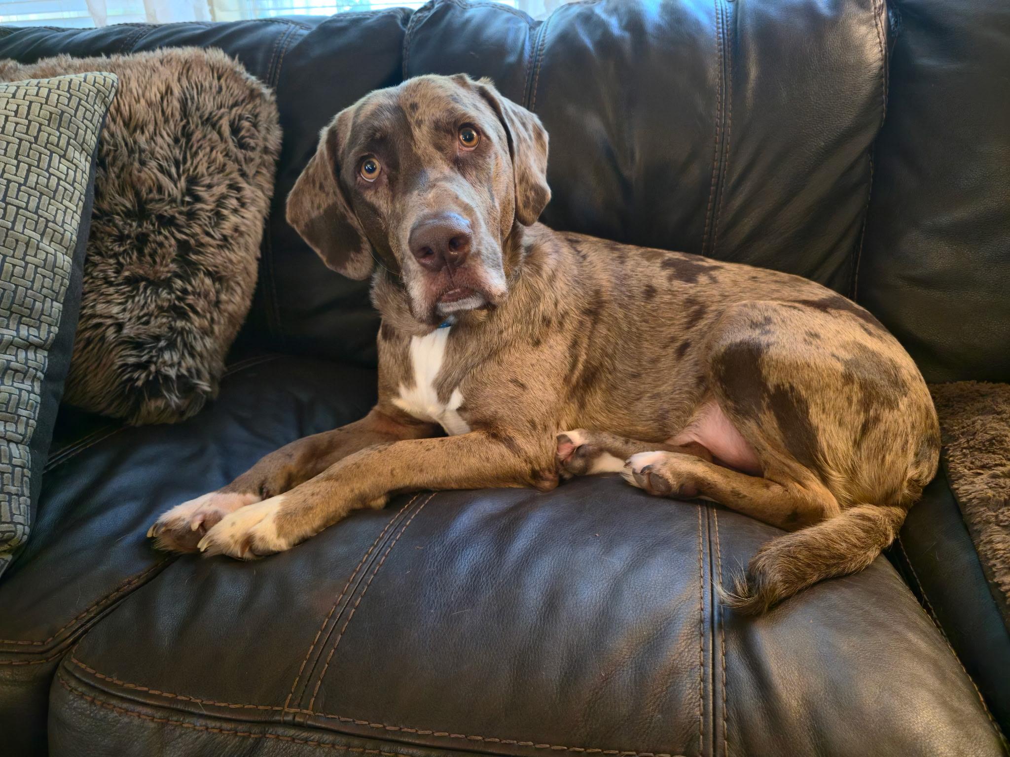 Enlarge Ranger - ME, a Adoptable mixed breed in Houston, TX image 4/4