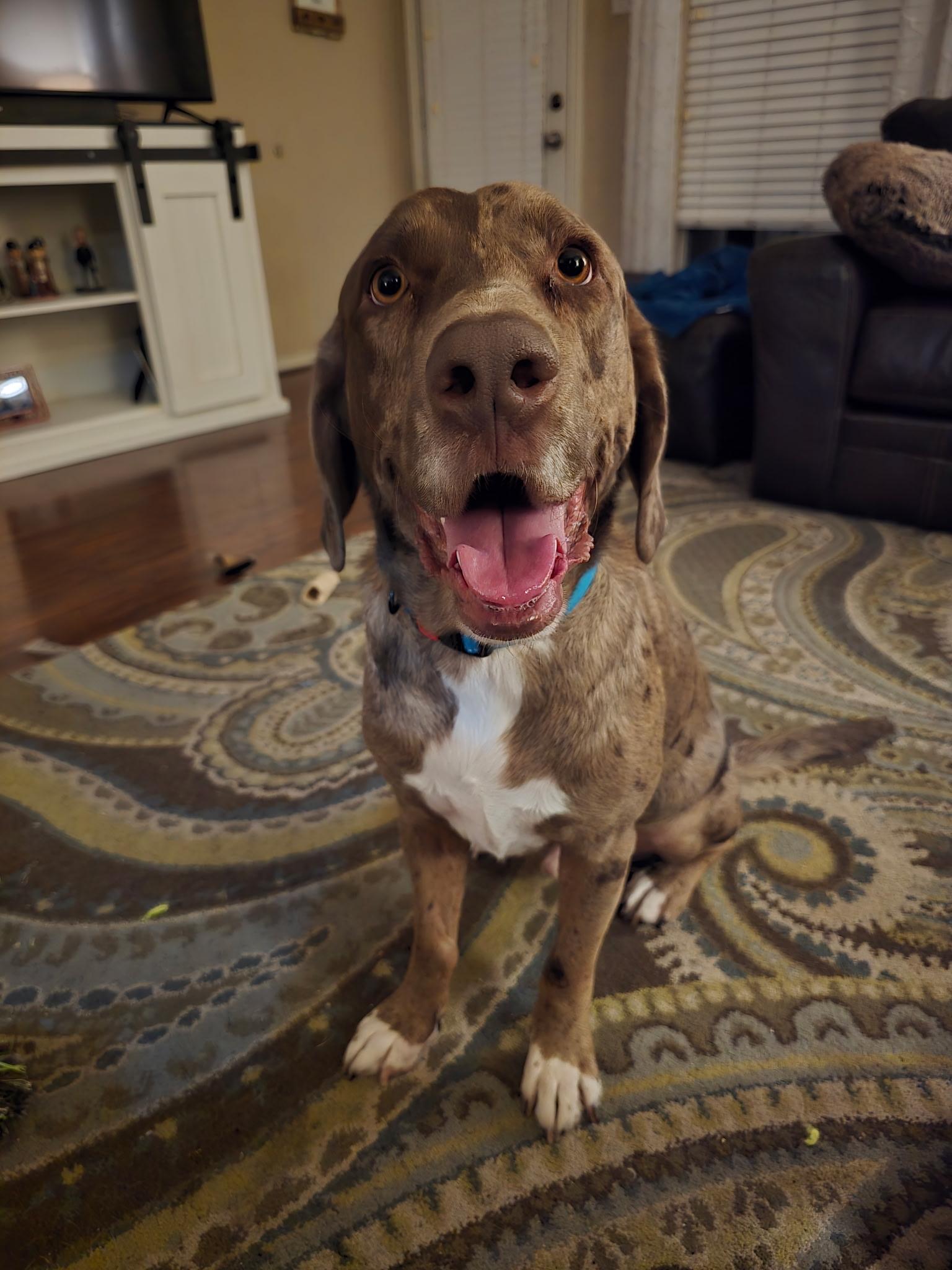 Enlarge Ranger - ME, a Adoptable mixed breed in Houston, TX image 2/4