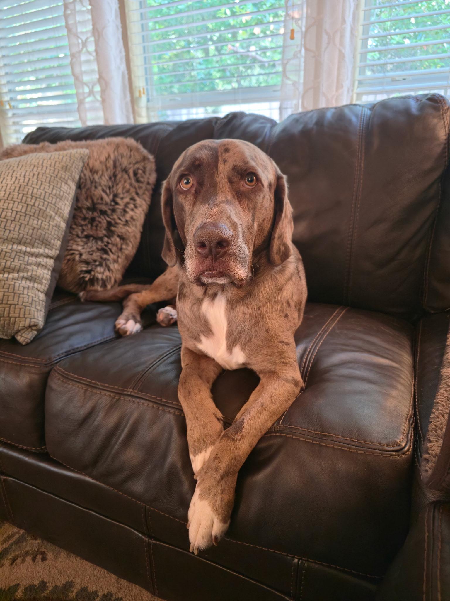 Enlarge Ranger - ME, a Adoptable mixed breed in Houston, TX image 3/4
