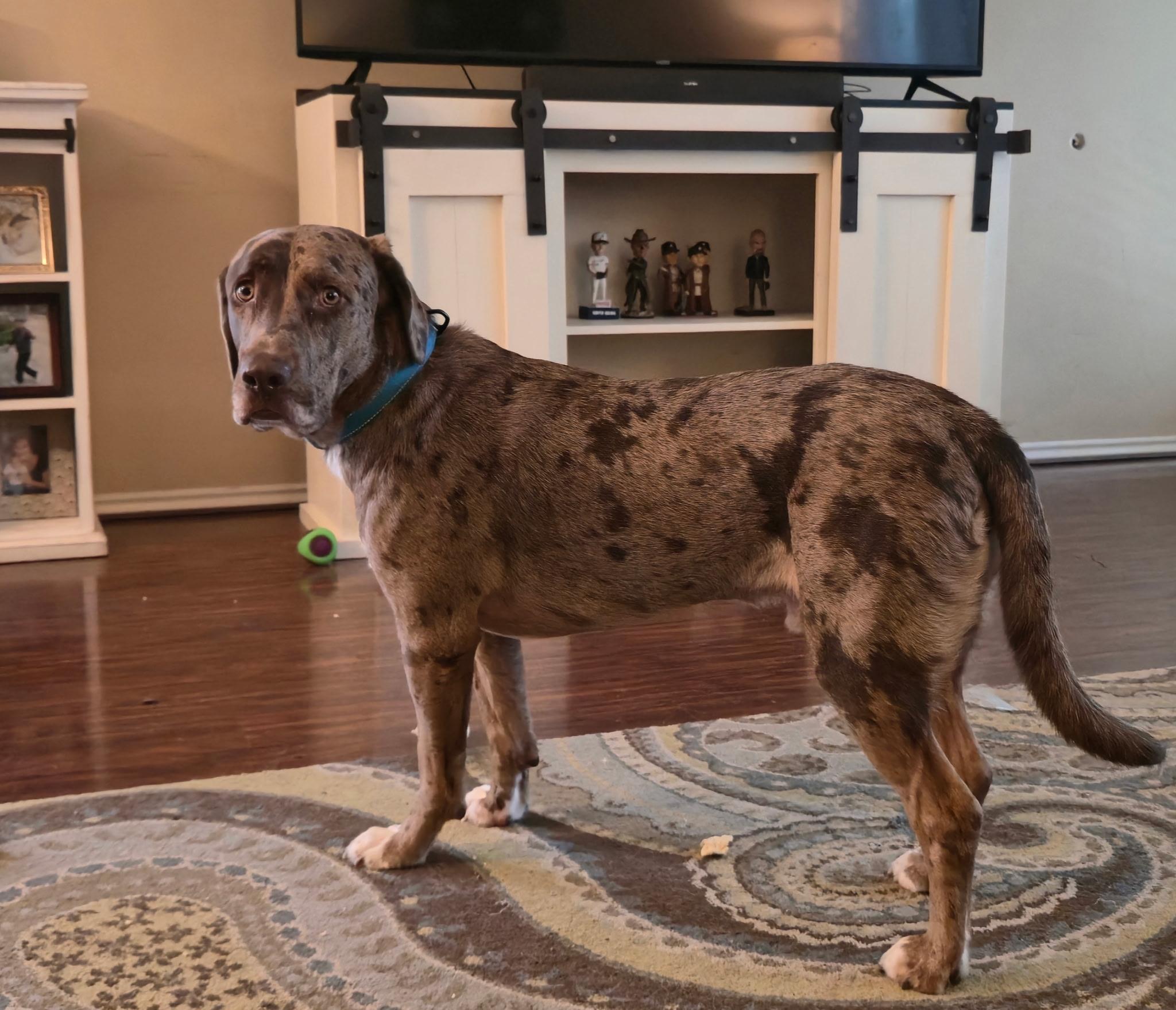 Enlarge Ranger - ME, a Adoptable mixed breed in Houston, TX image 1/4
