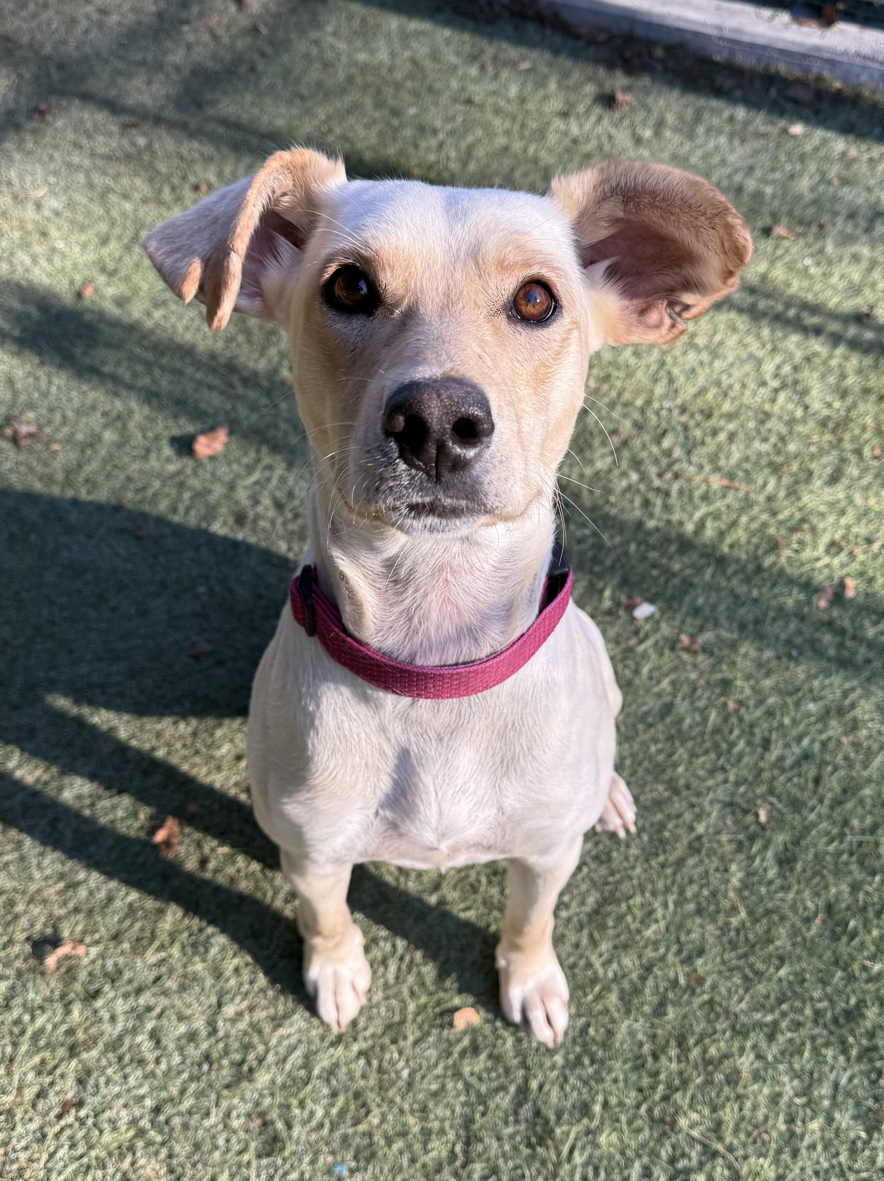 Enlarge Magic, a ADOPTABLE mixed breed in Sudbury, MA image 1/6