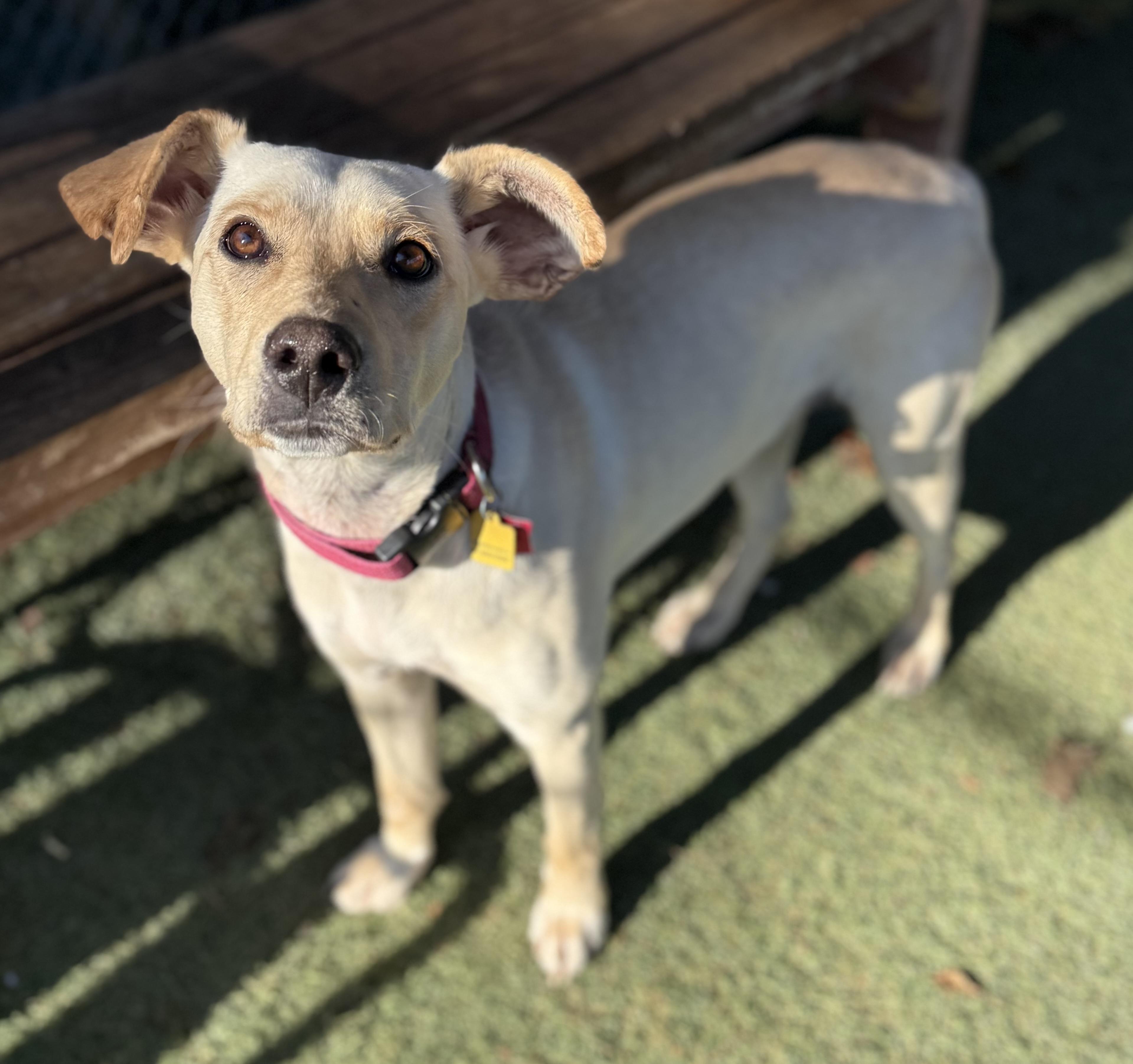 Enlarge Magic, a ADOPTABLE mixed breed in Sudbury, MA image 2/6