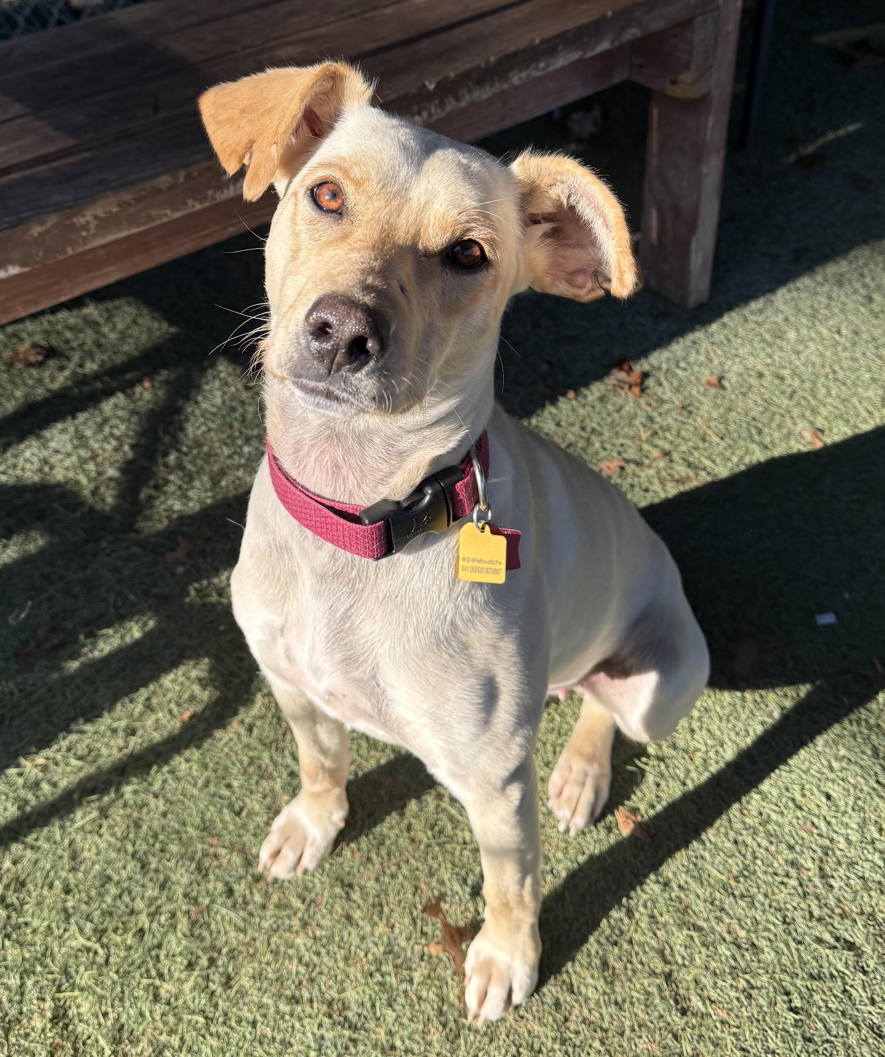 Enlarge Magic, a ADOPTABLE mixed breed in Sudbury, MA image 3/6