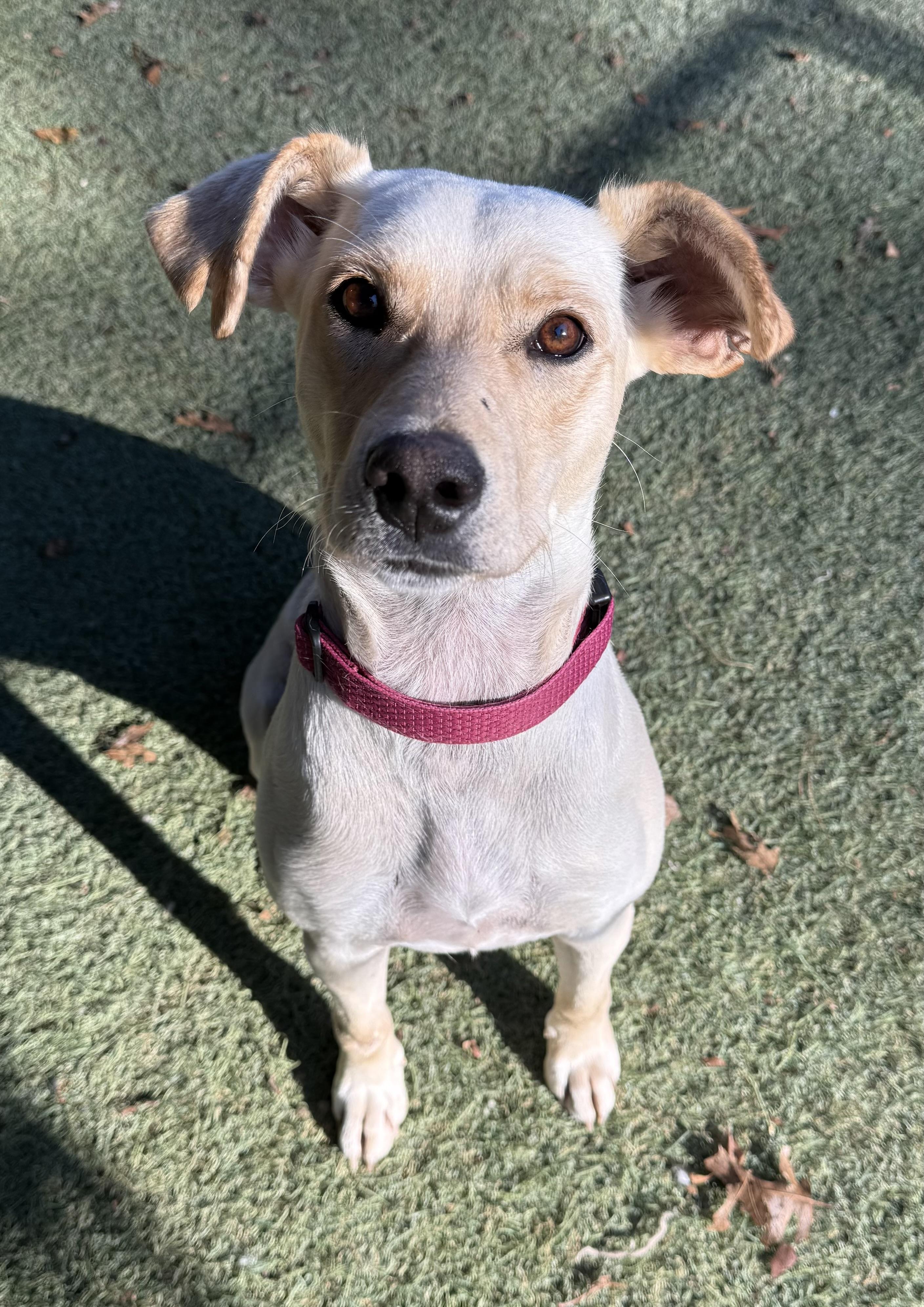 Enlarge Magic, a ADOPTABLE mixed breed in Sudbury, MA image 4/6