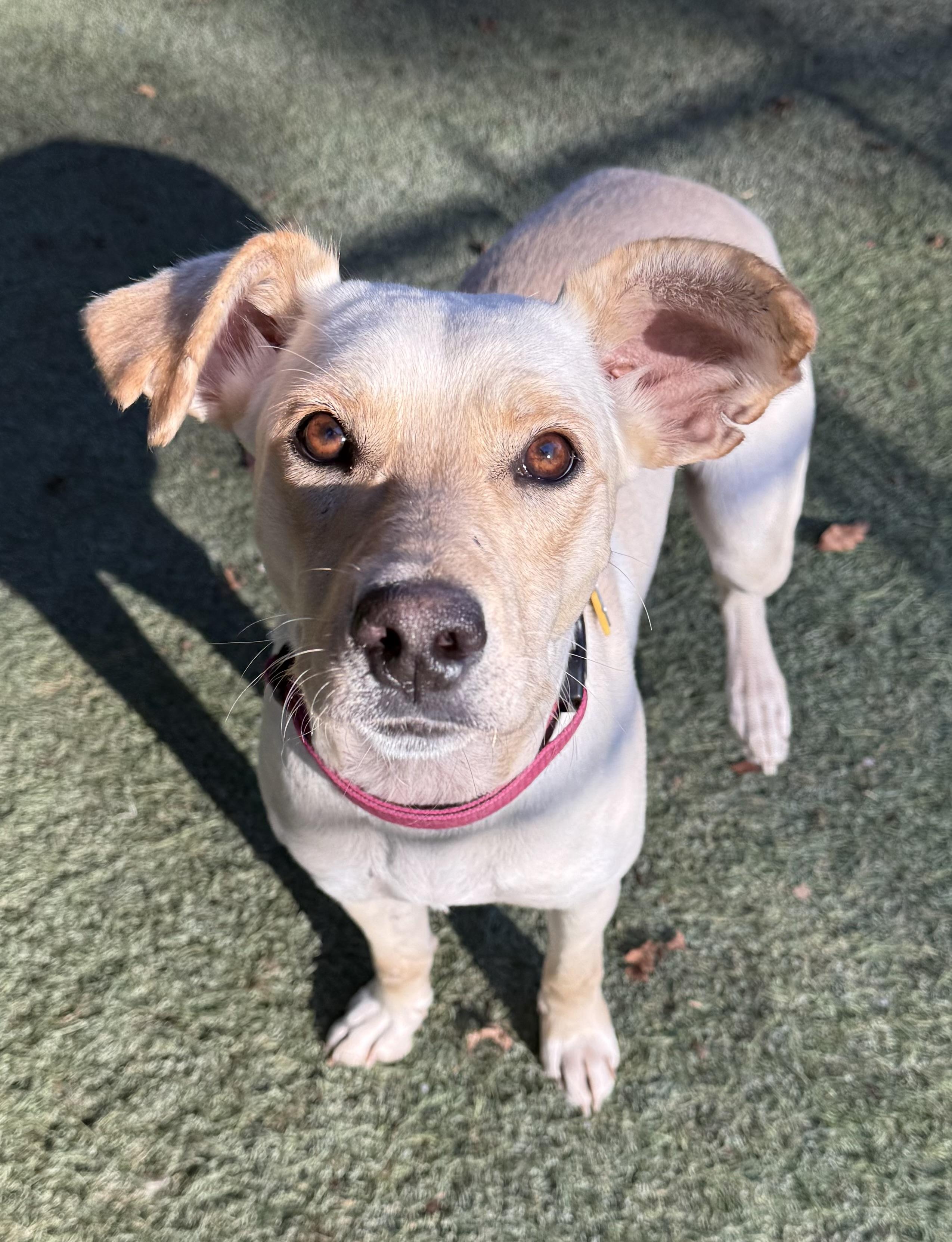 Enlarge Magic, a ADOPTABLE mixed breed in Sudbury, MA image 6/6