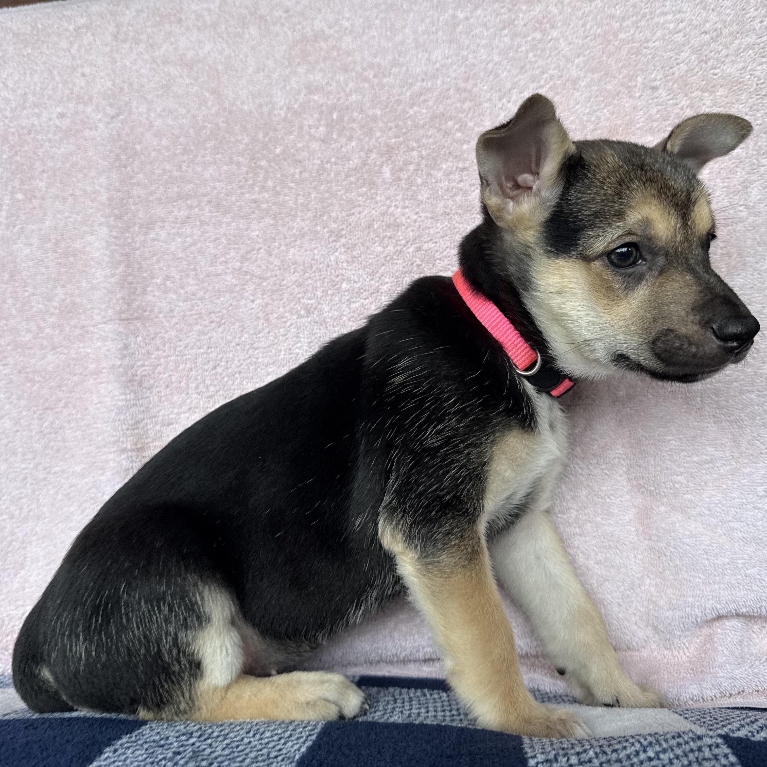 Ember, ADOPTABLE, Puppy Female German Shepherd Dog & Chihuahua.