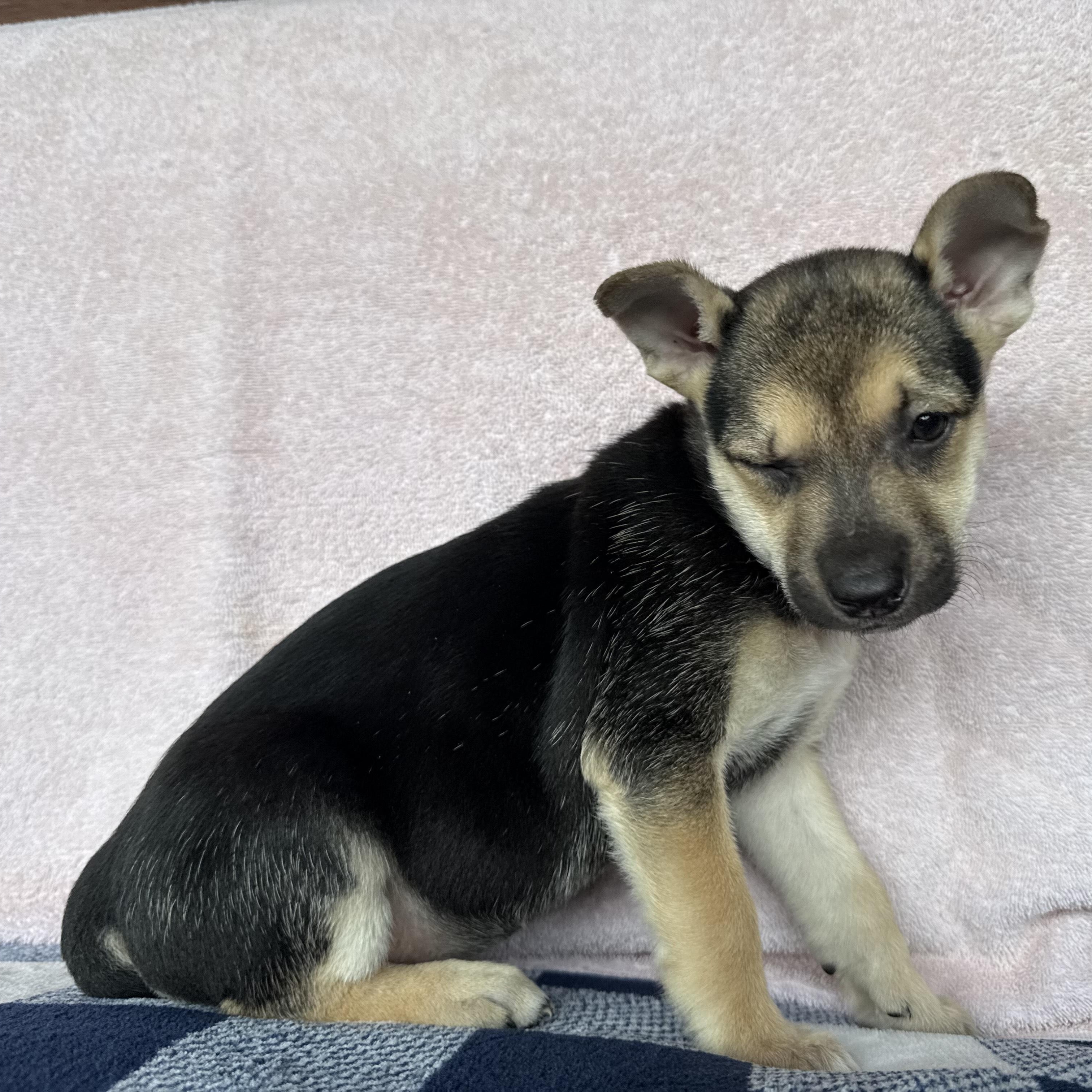 Enlarge Ember, a ADOPTABLE mixed breed in Canyon Lake, TX image 3/6