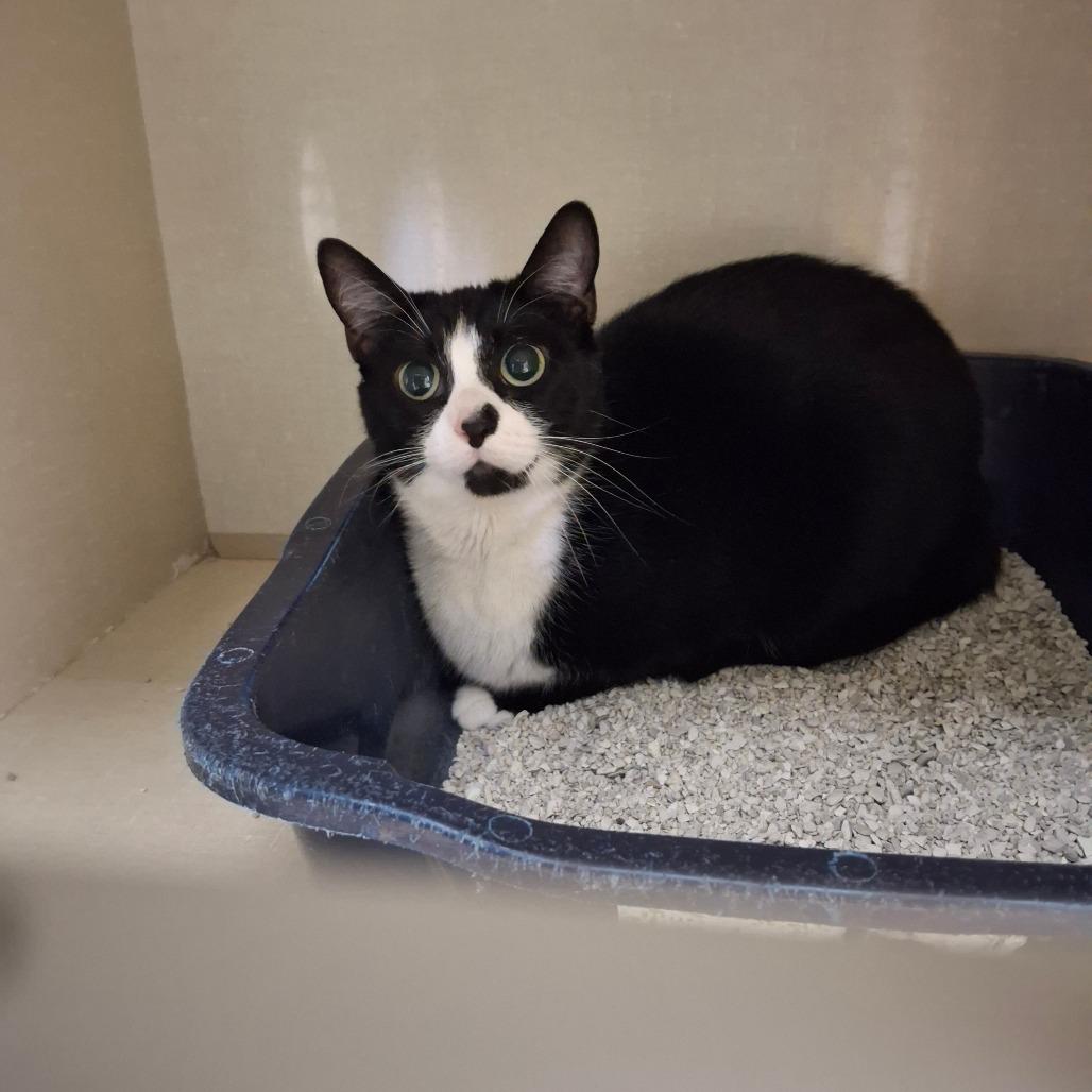 Enlarge Bean, a Adoptable Domestic Short Hair in Conway, NH image 2/2