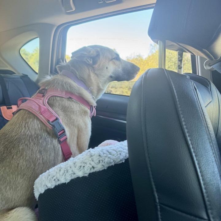 Raya, a Adoptable mixed breed in Naperville, IL image 1/6