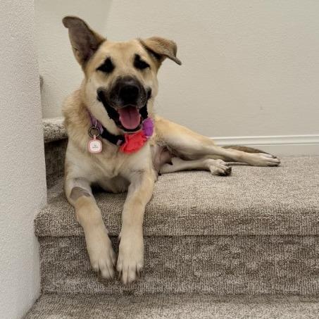 Raya, a Adoptable mixed breed in Naperville, IL image 3/6