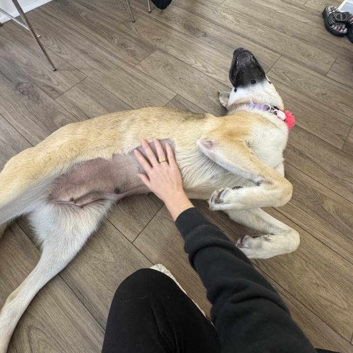 Raya, a Adoptable mixed breed in Naperville, IL image 4/6