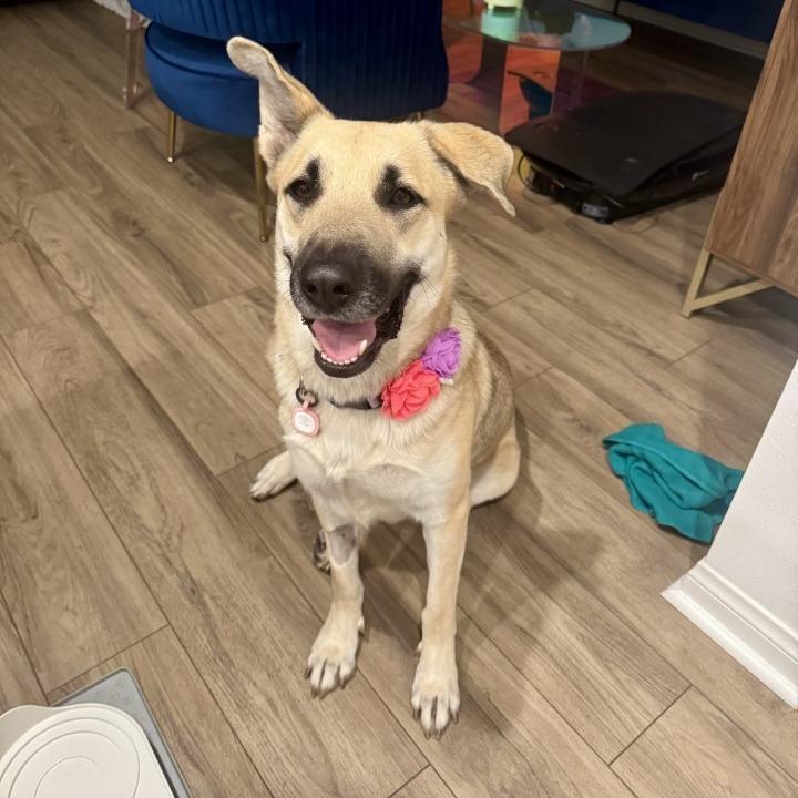 Raya, a Adoptable mixed breed in Naperville, IL image 6/6