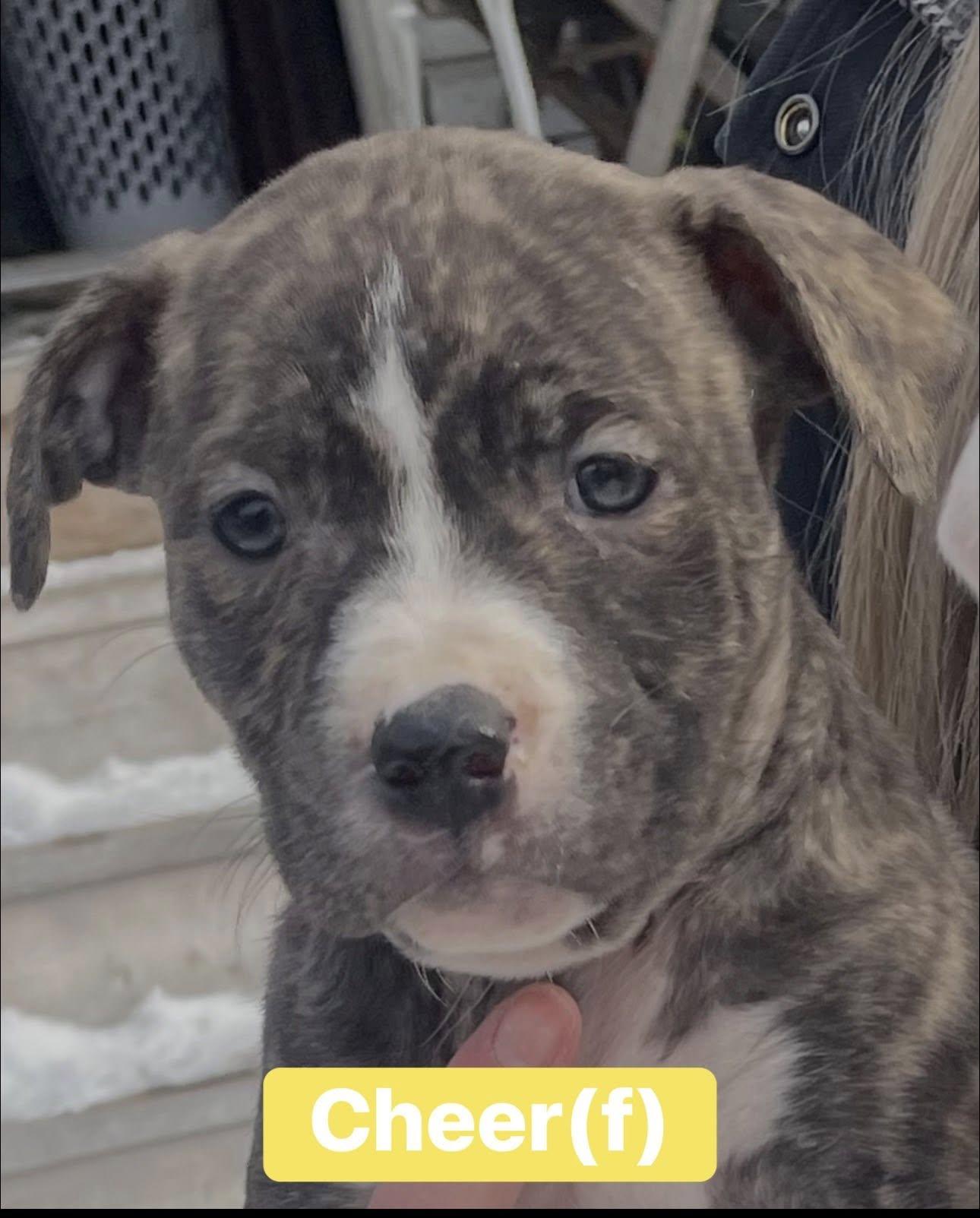 Enlarge Care Bear Litter Females , a ADOPTABLE mixed breed in Pleasant Ridge, MI image 3/4