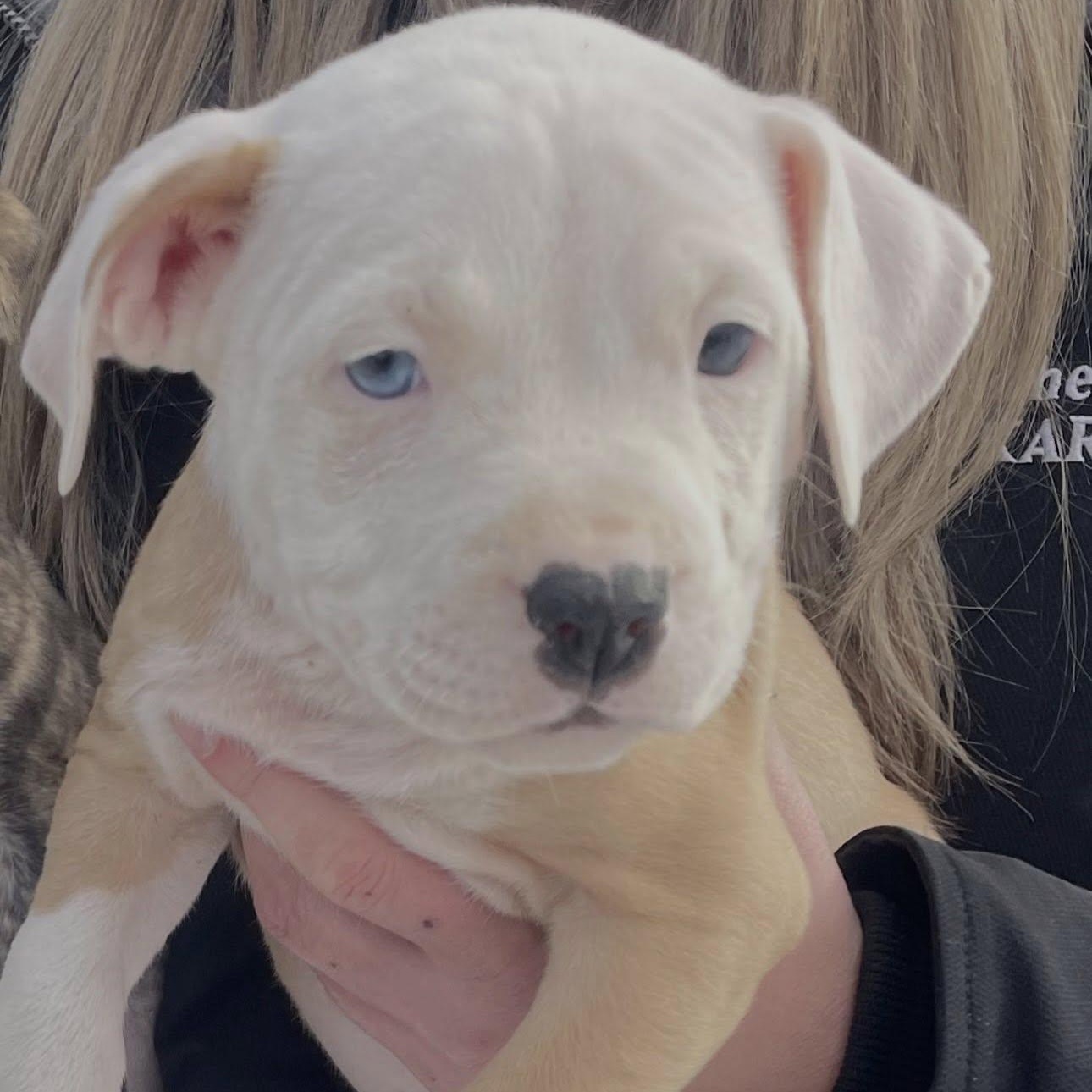 Care Bear Litter Females , ADOPTABLE, Puppy Female American Staffordshire Terrier.