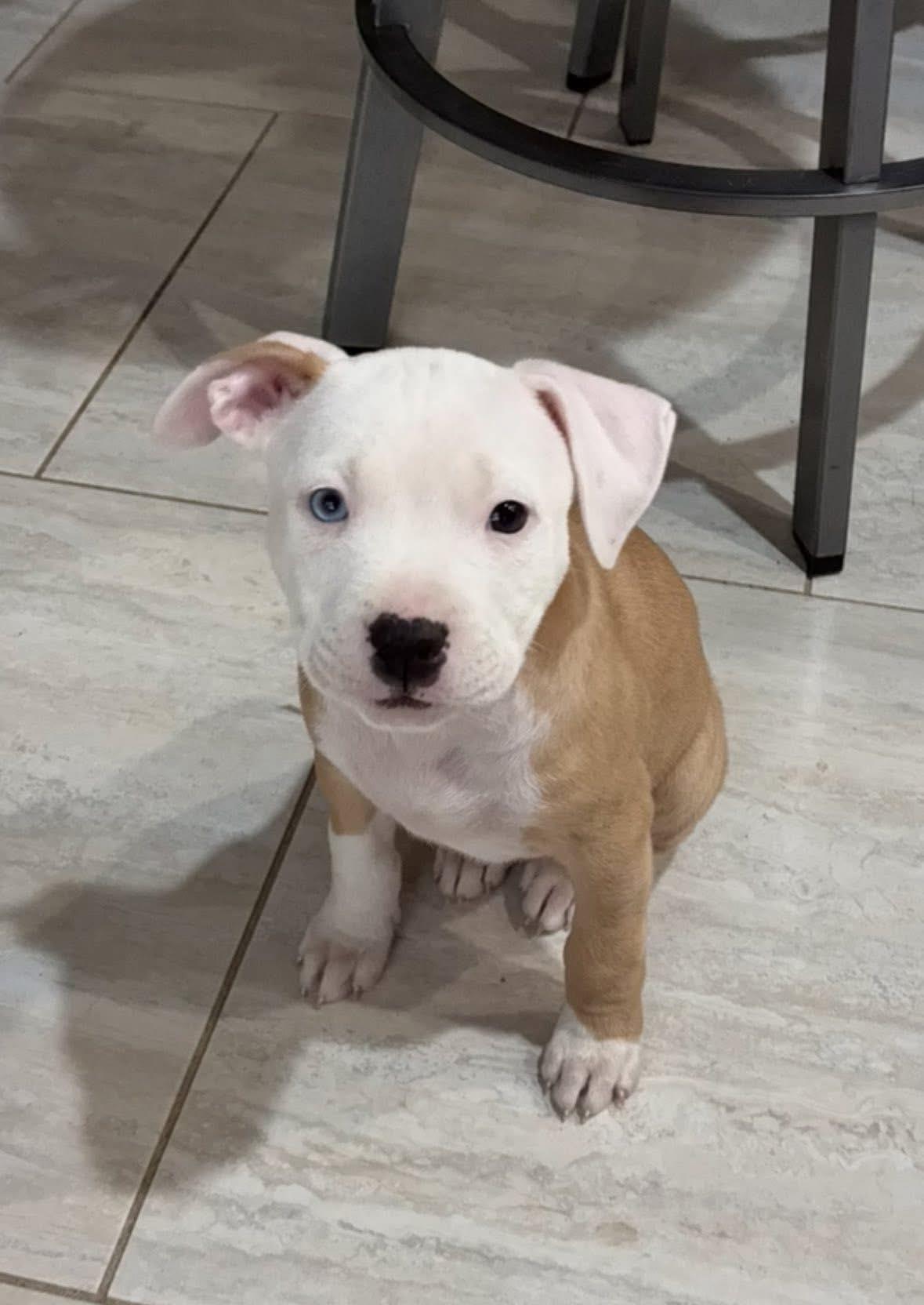 Enlarge Secret, a ADOPTABLE mixed breed in Pleasant Ridge, MI image 4/4