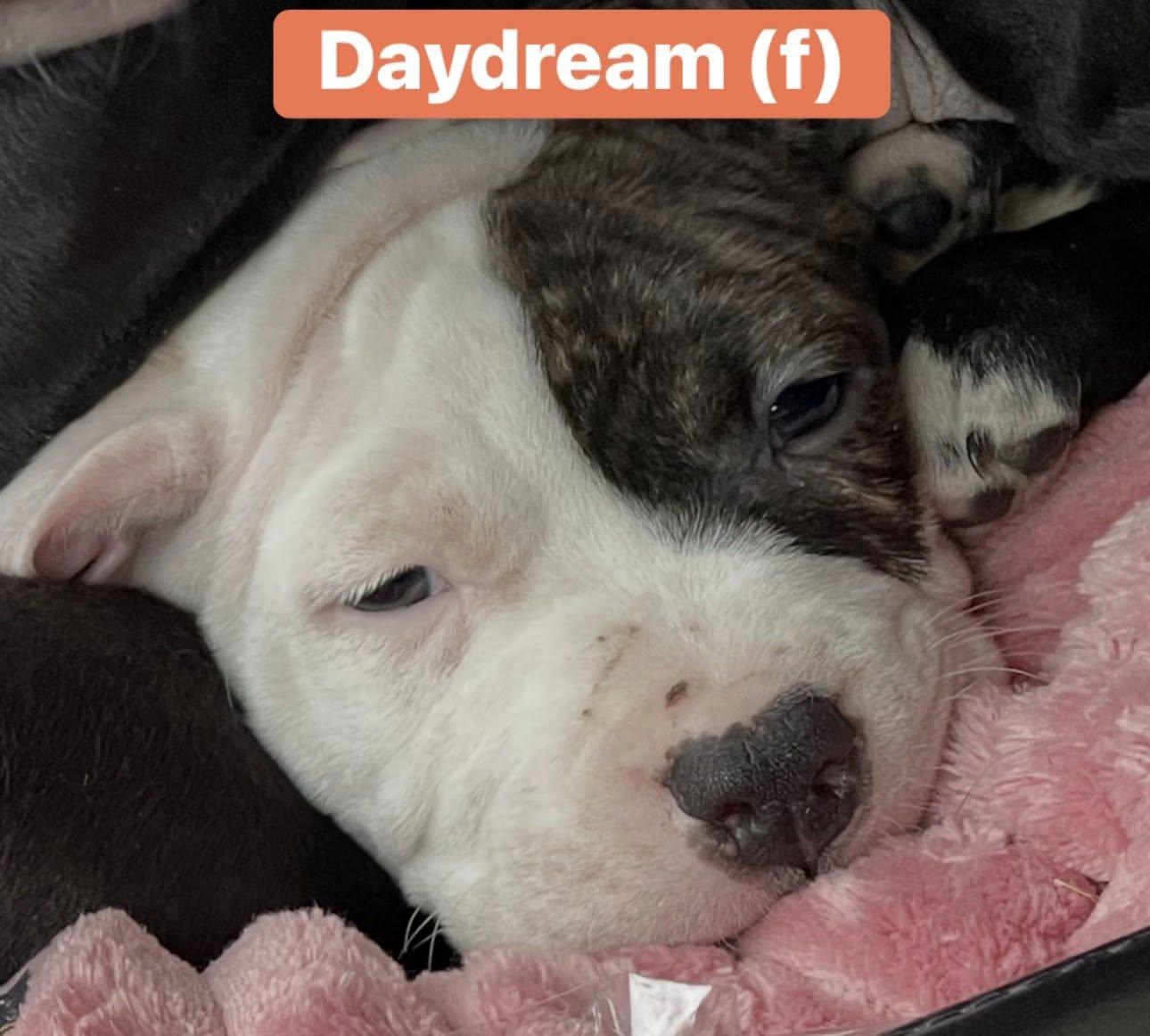 Enlarge Care Bear Litter Females , a ADOPTABLE mixed breed in Pleasant Ridge, MI image 4/4