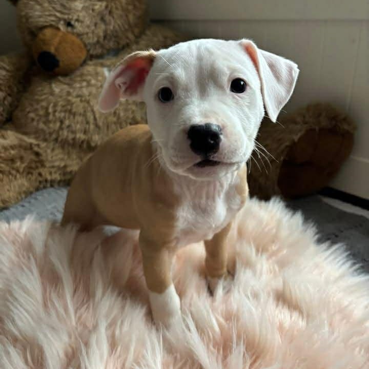 Secret, ADOPTABLE, Puppy Female American Staffordshire Terrier.