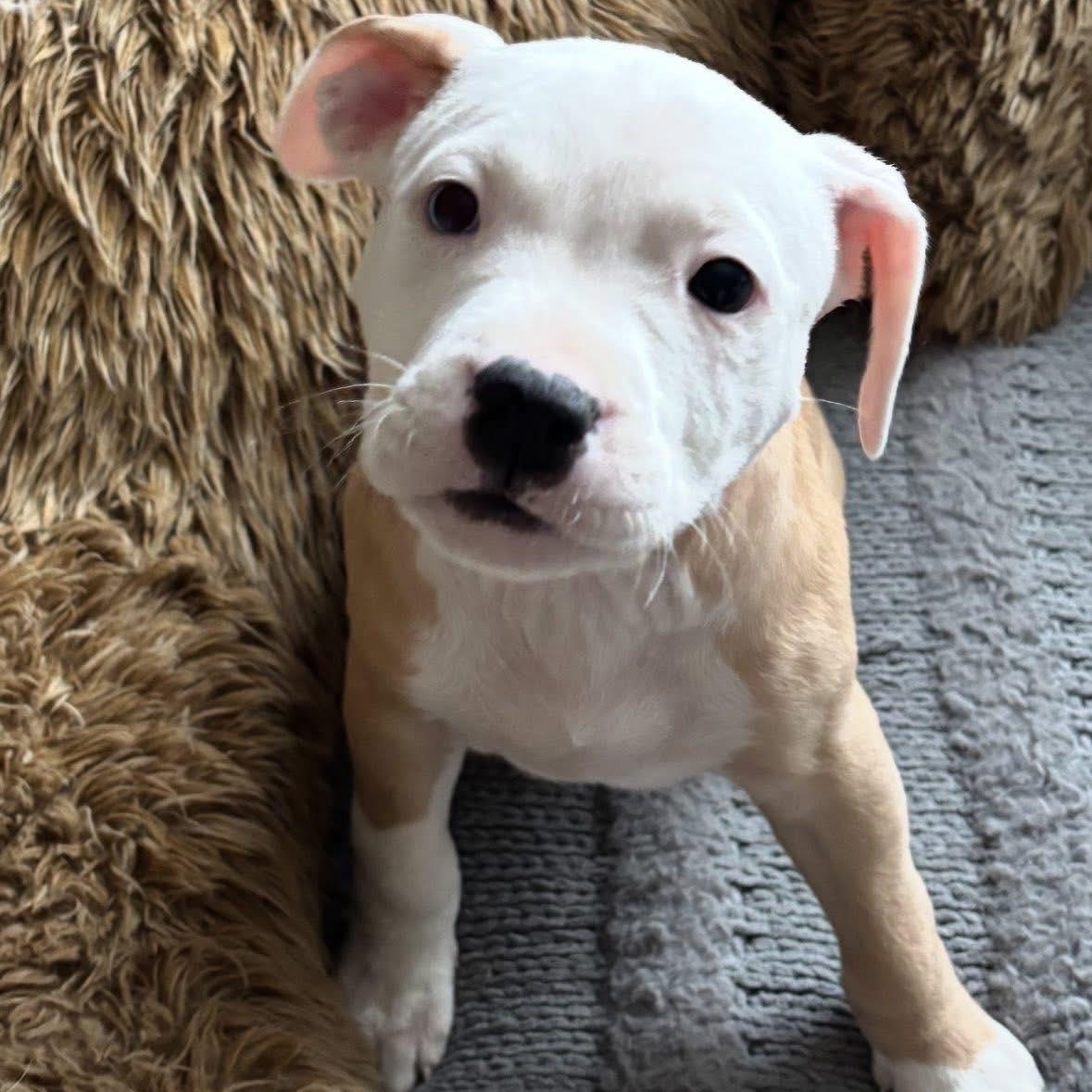 Enlarge Secret, a ADOPTABLE mixed breed in Pleasant Ridge, MI image 3/4