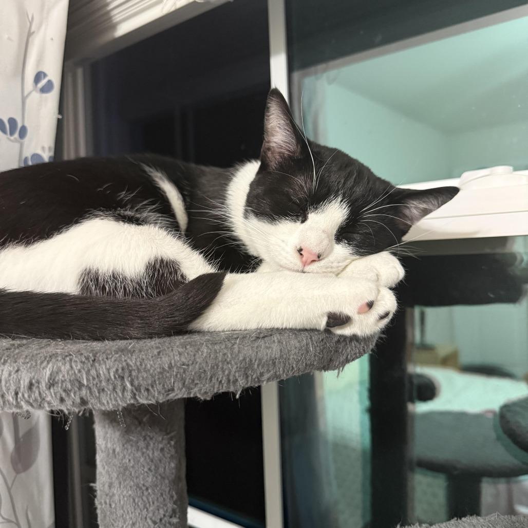 Enlarge Joey, a Adoptable Domestic Short Hair in Winston Salem, NC image 1/4