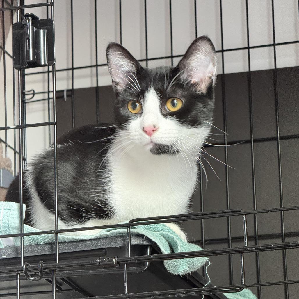 Enlarge Joey, a Adoptable Domestic Short Hair in Winston Salem, NC image 2/4