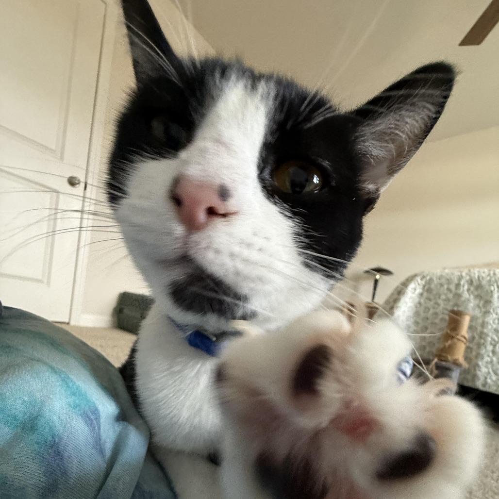 Enlarge Joey, a Adoptable Domestic Short Hair in Winston Salem, NC image 4/4