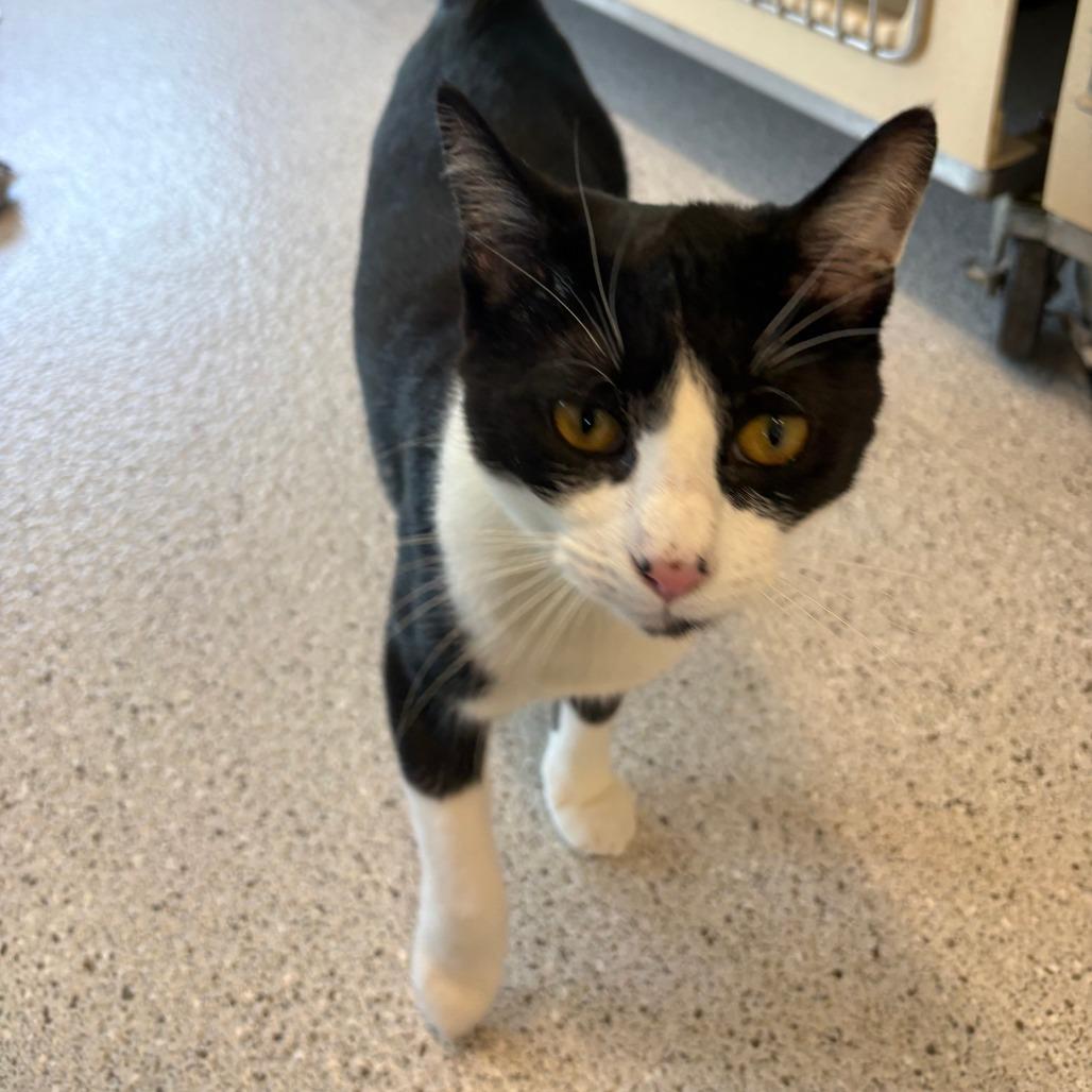 Enlarge Joey, a Adoptable Domestic Short Hair in Winston Salem, NC image 5/5