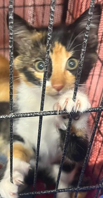 Enlarge Nutmeg, an adoptable Domestic Short Hair in Webster City, IA image 1/1