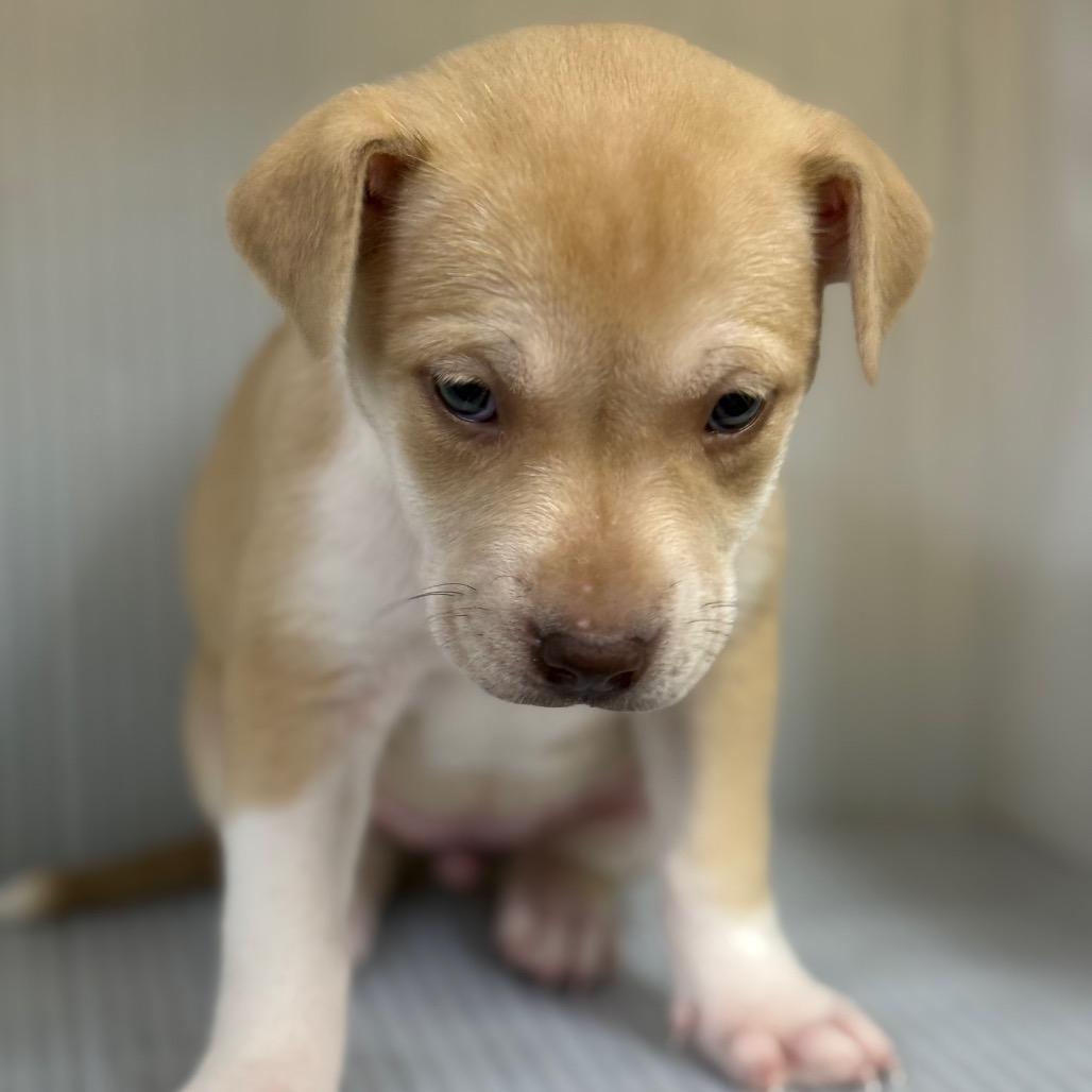 Adair, Adoptable, Puppy Female Mixed Breed.
