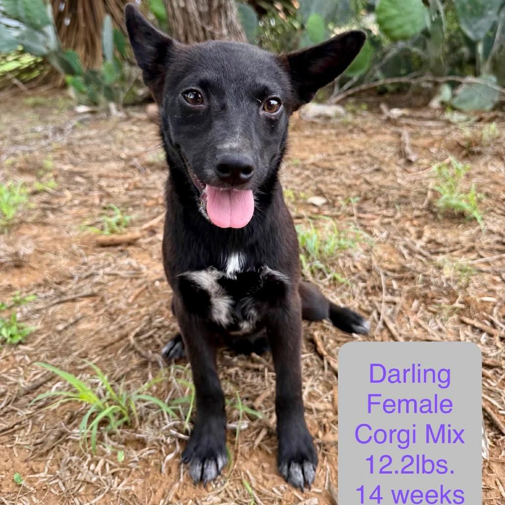 Darling, Adoptable, Young Female Cardigan Welsh Corgi & Mixed Breed.