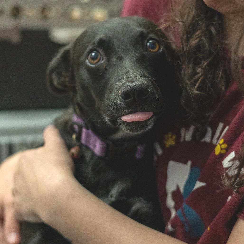 Darling, a Adoptable mixed breed in Chaska, MN image 2/5