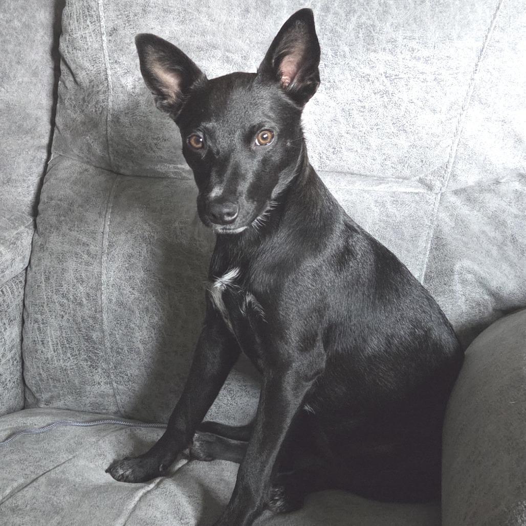 Darling, a Adoptable mixed breed in Chaska, MN image 3/5