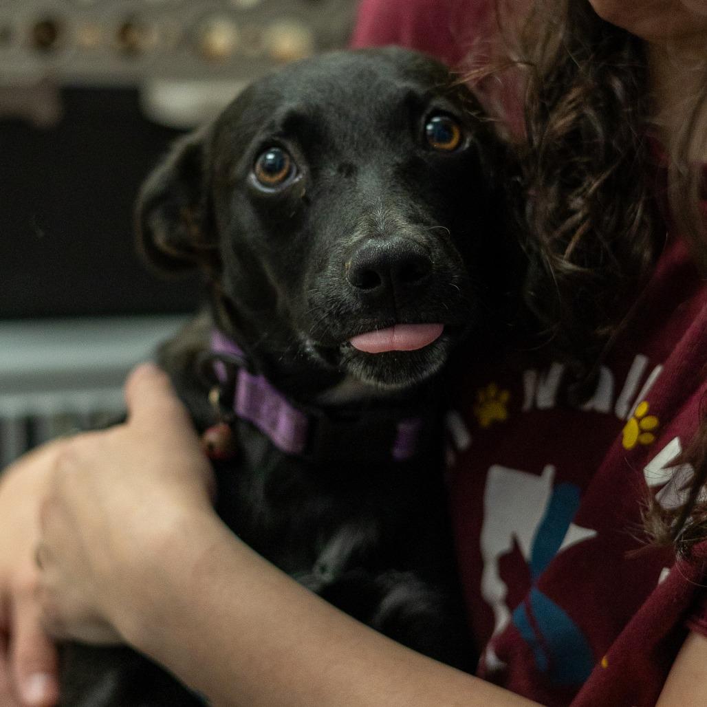 Enlarge Darling, a Adoptable mixed breed in Chaska, MN image 2/6
