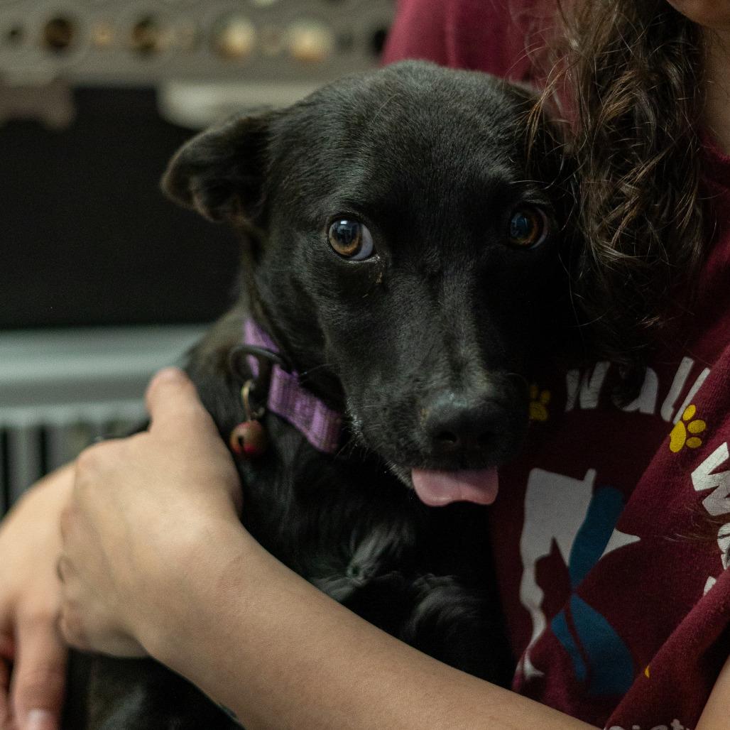 Enlarge Darling, a Adoptable mixed breed in Chaska, MN image 3/6