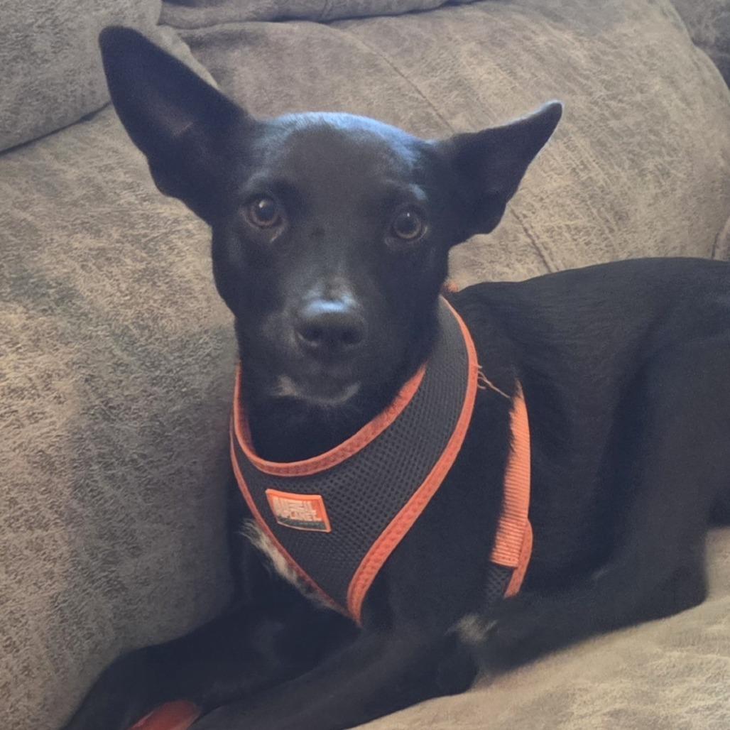 Darling, a Adoptable mixed breed in Chaska, MN image 4/5