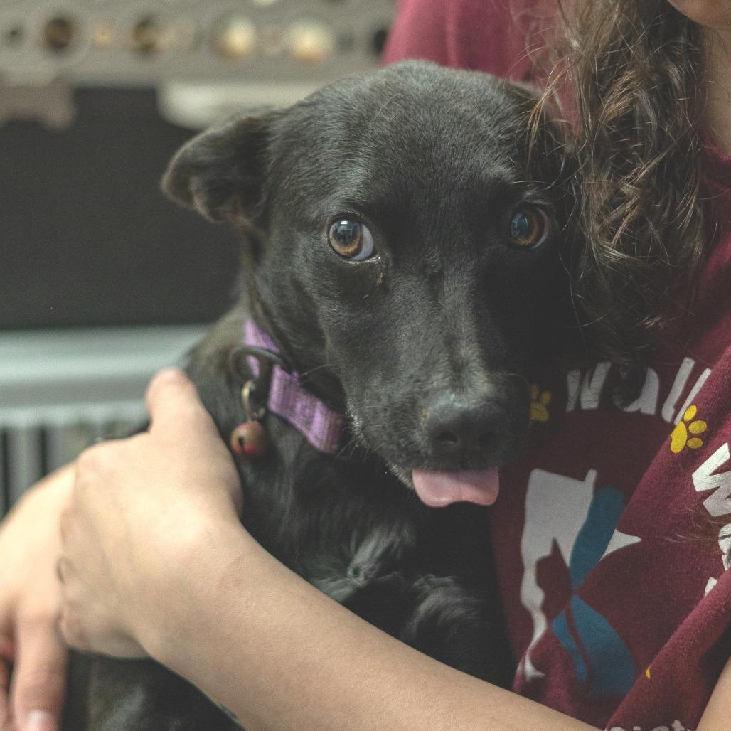 Darling, a Adoptable mixed breed in Chaska, MN image 5/5