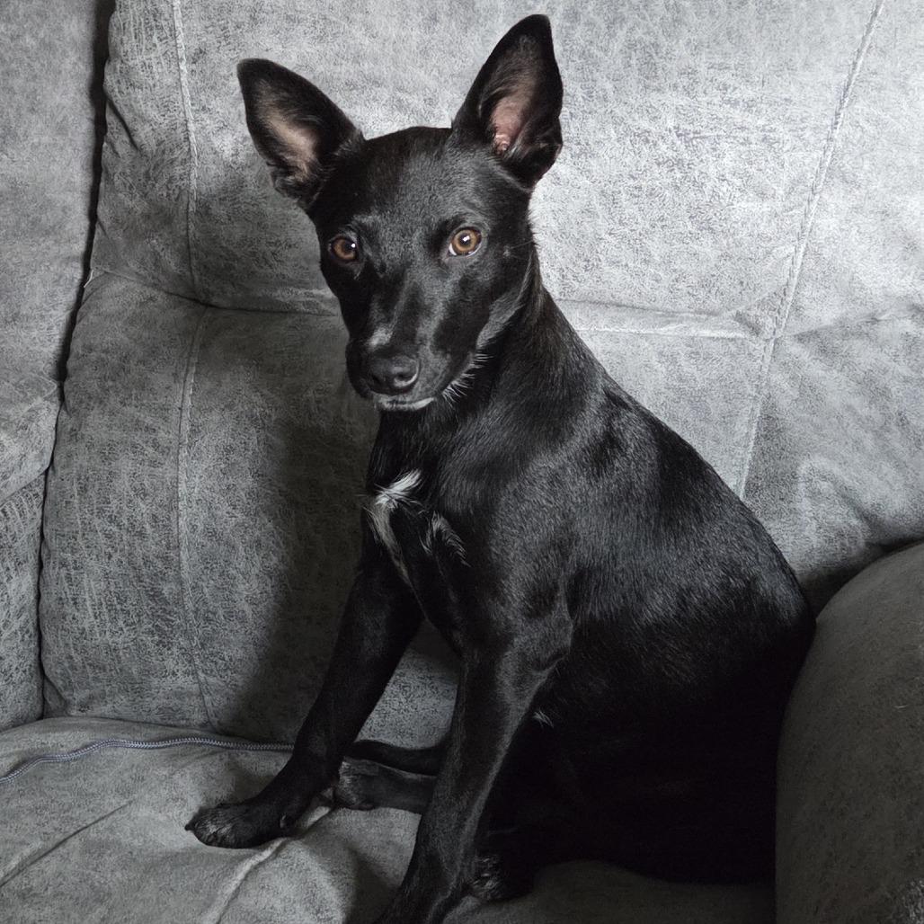 Enlarge Darling, a Adoptable mixed breed in Chaska, MN image 4/6