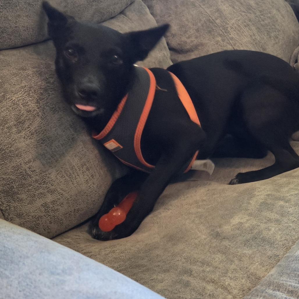 Enlarge Darling, a Adoptable mixed breed in Chaska, MN image 5/6