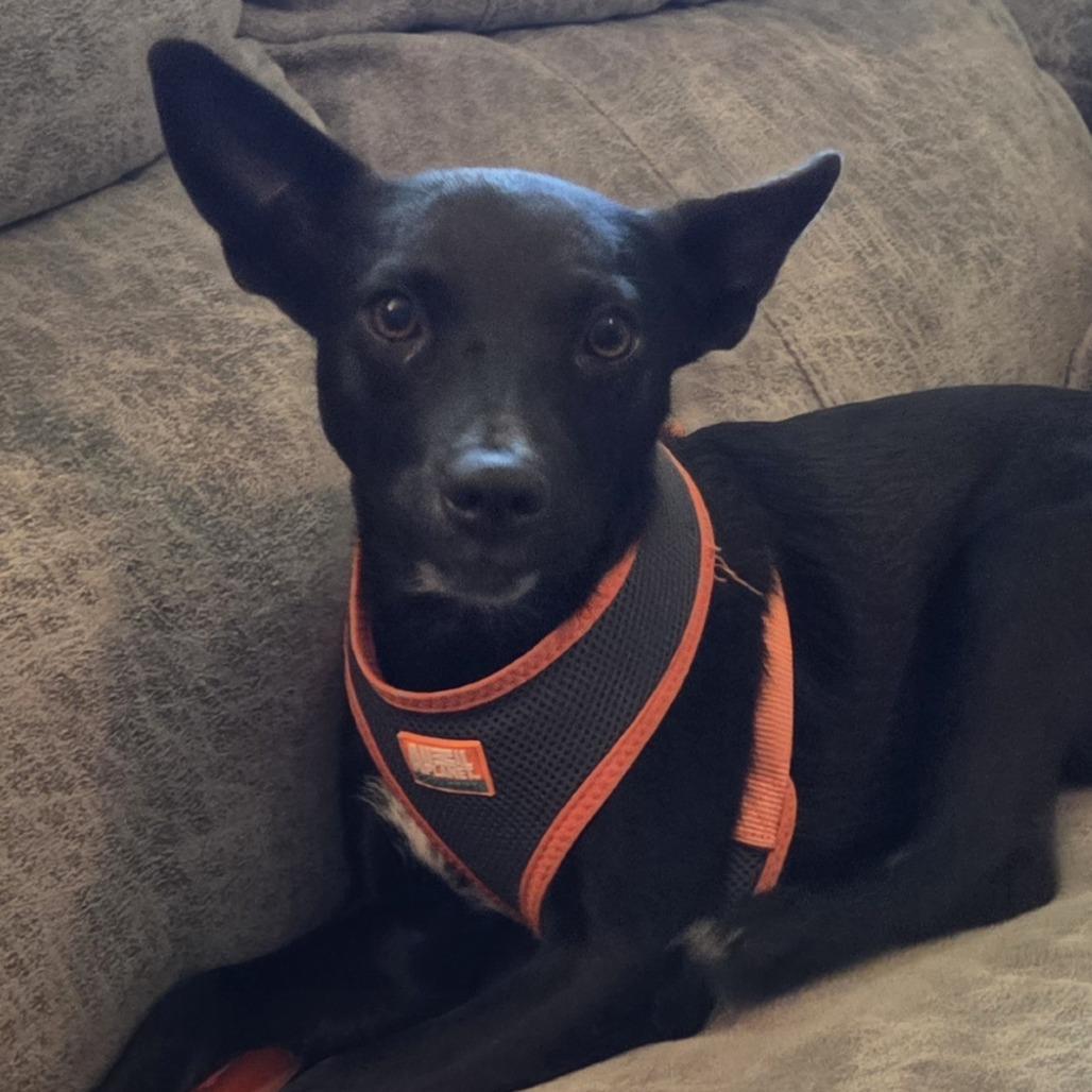 Enlarge Darling, a Adoptable mixed breed in Chaska, MN image 6/6