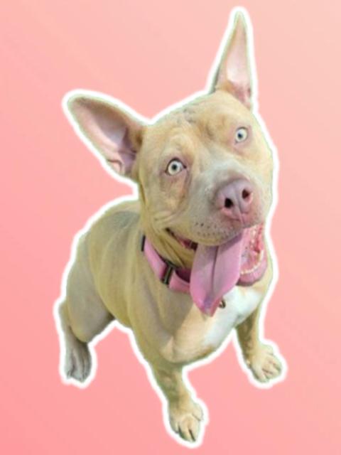 CLARA, Adoptable, Adult Female Pit Bull Terrier & Mixed Breed.