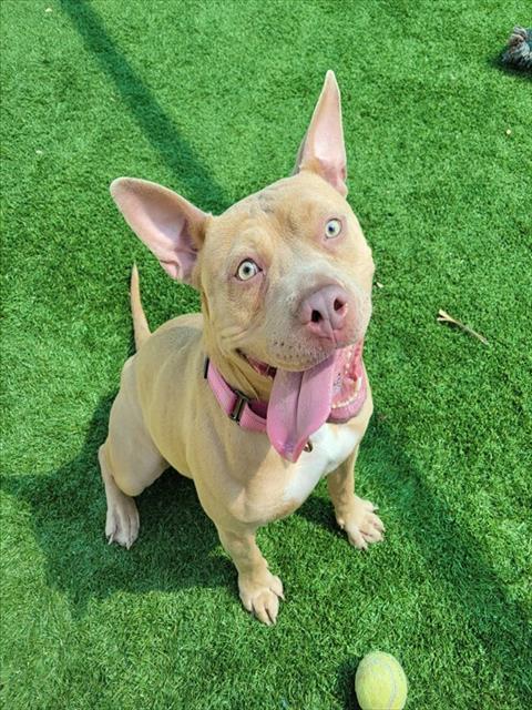 CLARA, Adoptable, Adult Female Pit Bull Terrier & Mixed Breed.
