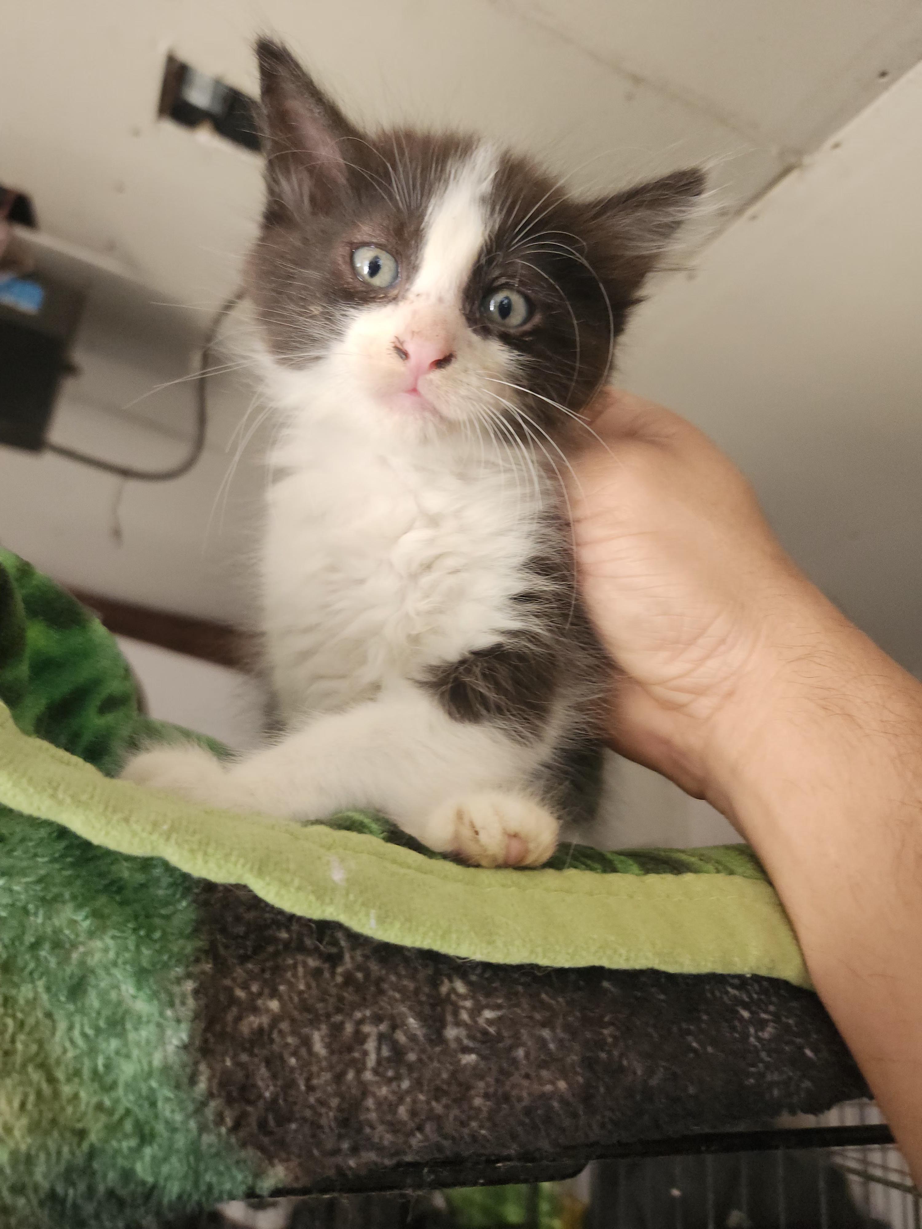 Tulio, ADOPTABLE, Kitten Male Domestic Short Hair.